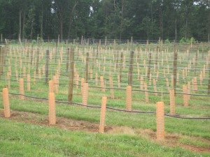 tubes grow king reconsidered vines crozet vineyards va family