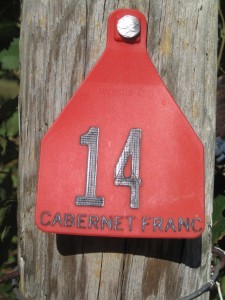 A Cab Franc marker from another vineyard