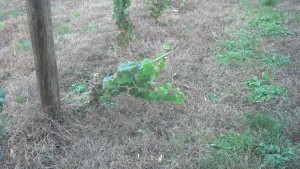 A vine leaning in the vineyard