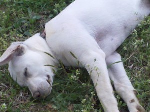 At the end of a hard day, Glory, the-Vineyard-Dog-in-Training, sleeps