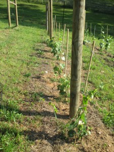 The Merlot in May, getting ready for a big growth spurt in June and July.