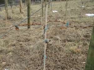 Post pruning, these vines are ready to go.  Although we had hoped to cane prune everything, we settled for spur pruning when it was our only choice.