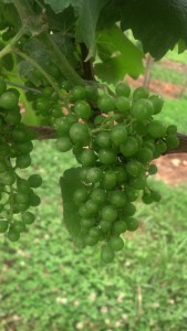 Clusters of grapes beginning to take shape!