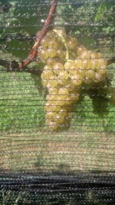 My Viognier at the end of August, partially obscured by bird netting, is looking fabulous
